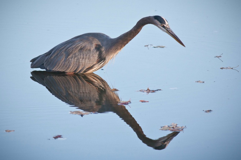Stalking Heron